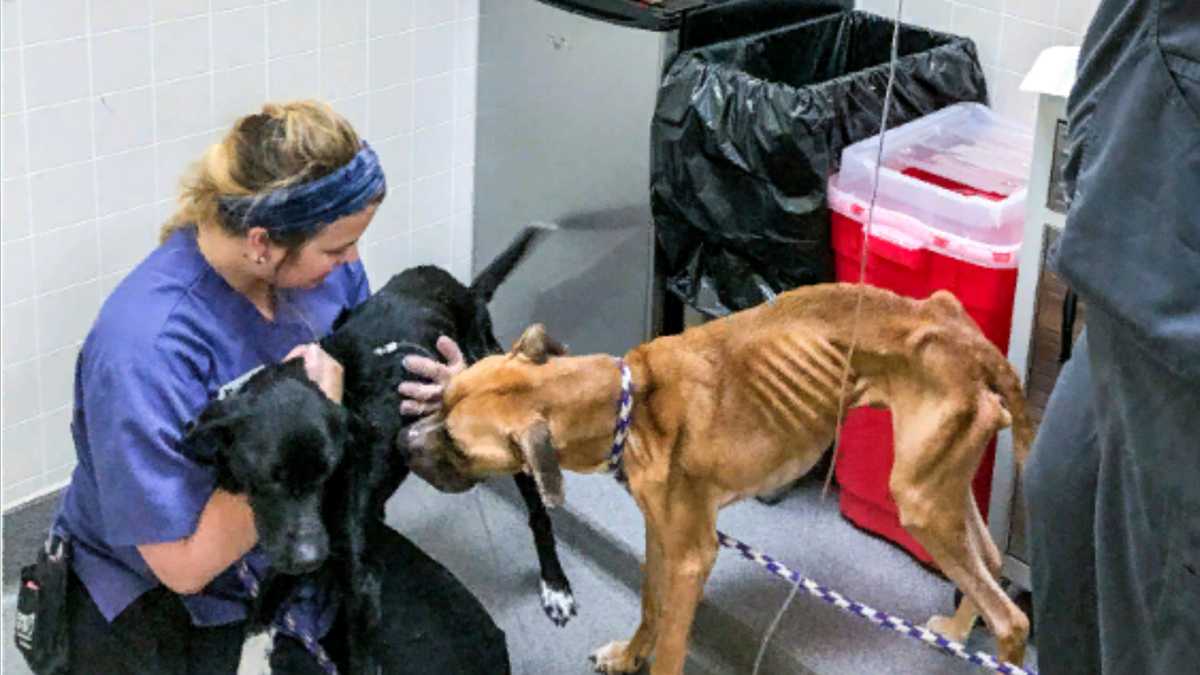 Woman accused of starving two dogs faces new animal neglect charge