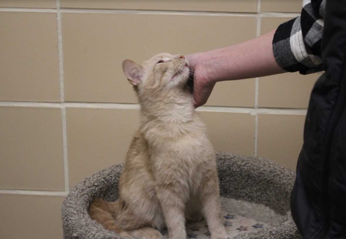 Berkshire humane society store cats