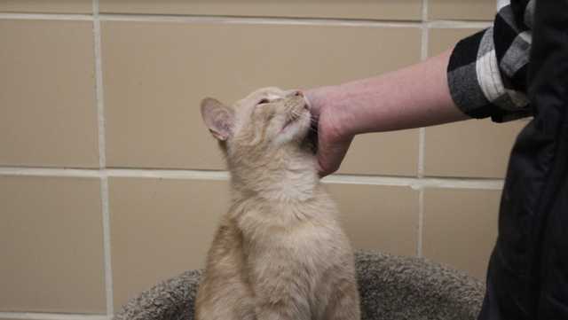 11 cats abandoned in Berkshire County rescued animal cruelty case - Vimarsana News