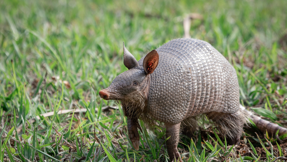 North Carolina Armadillos: How to report an armadillo sighting