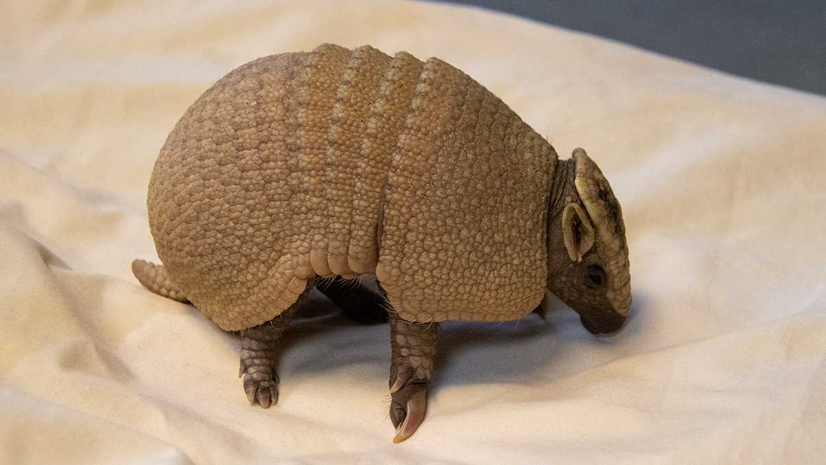 Lincoln Children's Zoo announces birth of an armadillo