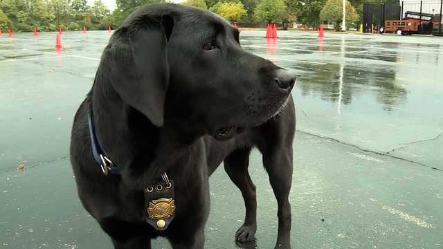 Sharonville Fire Department K-9 using nose to help solve crimes - Vimarsana News