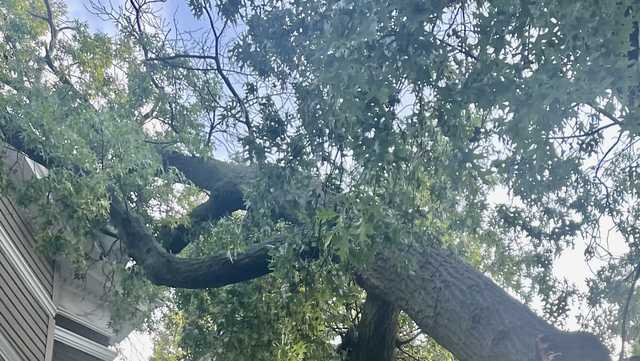 Resident says fallen tree left to sit on home all weekend - Vimarsana News