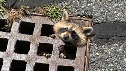 A raccoon's head sticks out of a storm drain while it waits to be rescued.