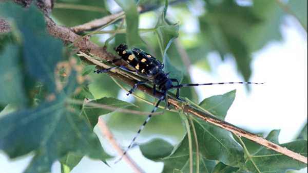 asian longhorned beetle