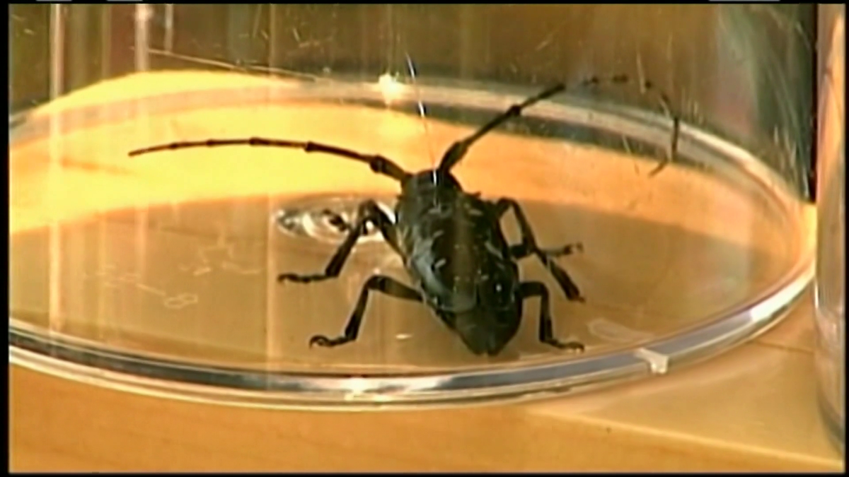 Tree infested with Asian longhorned beetle discovered in Mass.