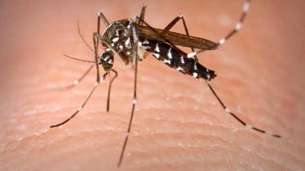 Mosquito activity surges in Ohio due to summer weather