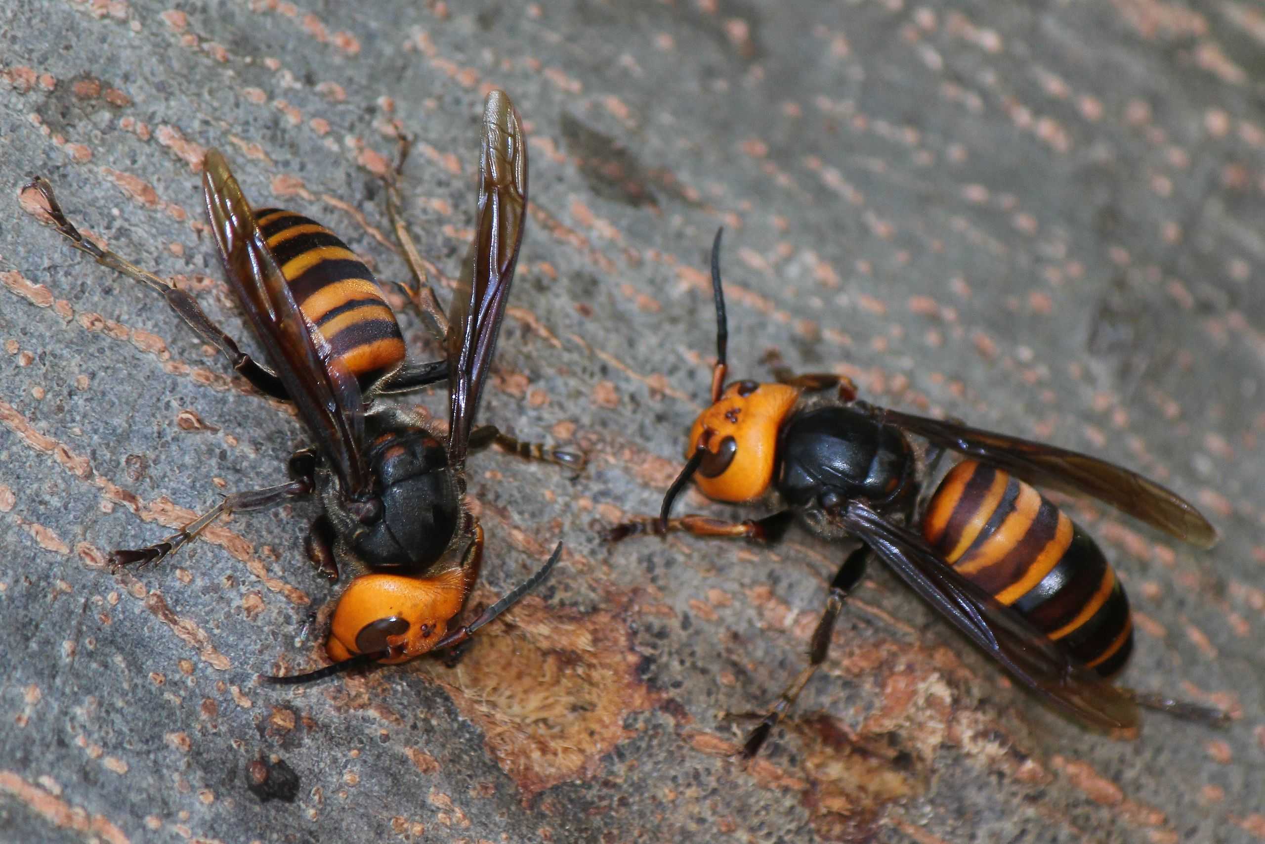 Murder Hornet Found In US For The First Time   Asiangianthornet Alpsdake Wikimedia Jpg 1588465438 