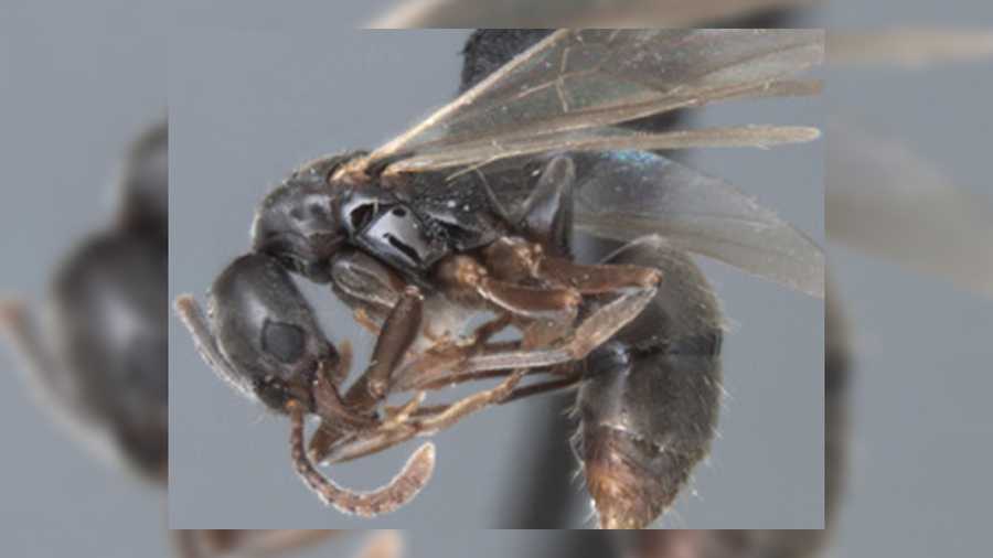 asian needle ant: lateral view of an alate queen. photo by joe. a macgown for usda's forest service