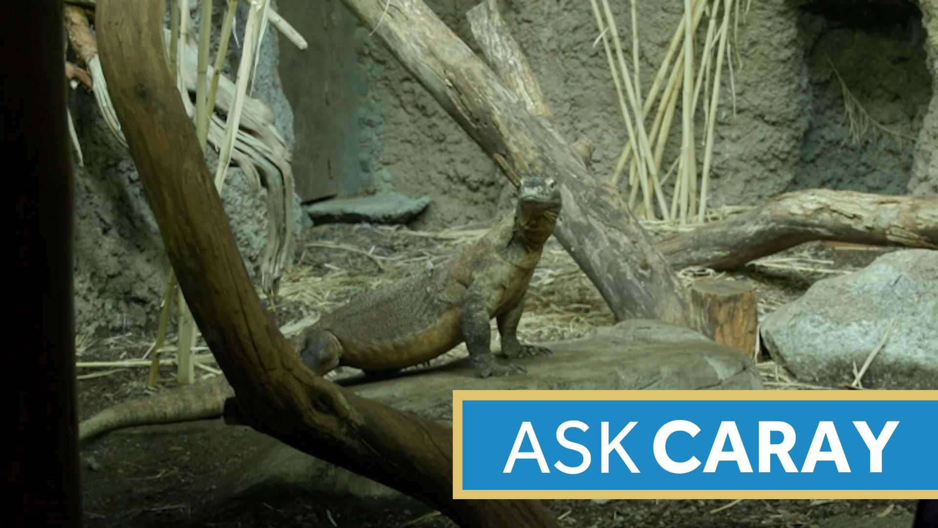 What's the coolest animal at the Louisville Zoo? - Vimarsana News