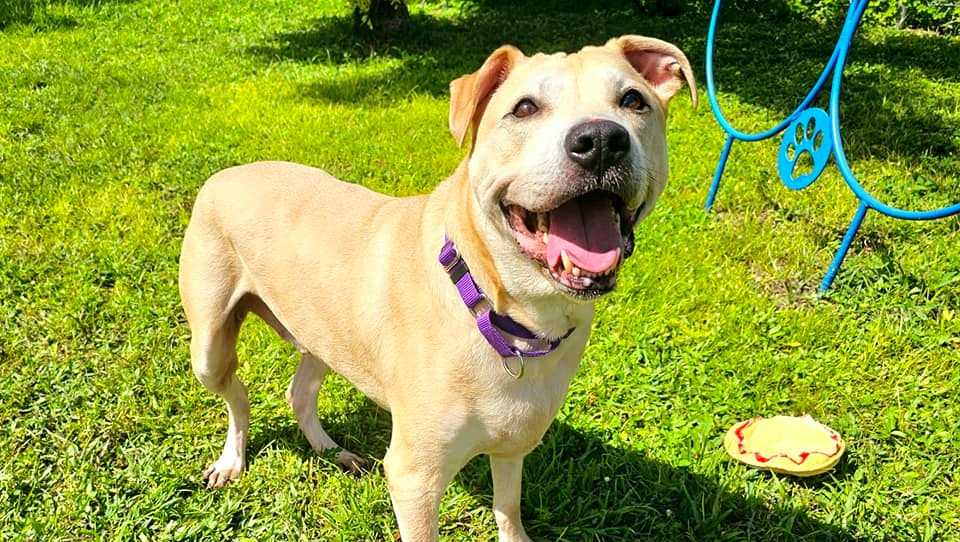 Mutt & Meows Adopt Camo