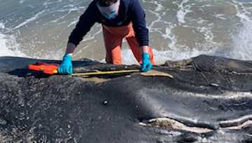 Humpback whale found dead, stranded on Maryland coast