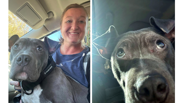 South Carolina: Dogs missing since deadly I-85 crash spotted - Vimarsana News