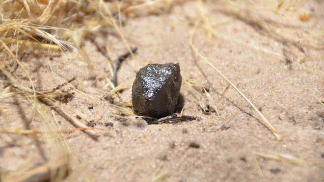 This&#x20;fragment&#x20;of&#x20;asteroid&#x20;2018&#x20;LA&#x20;was&#x20;recovered&#x20;from&#x20;the&#x20;Central&#x20;Kalahari&#x20;Game&#x20;Reserve&#x20;in&#x20;central&#x20;Botswana.