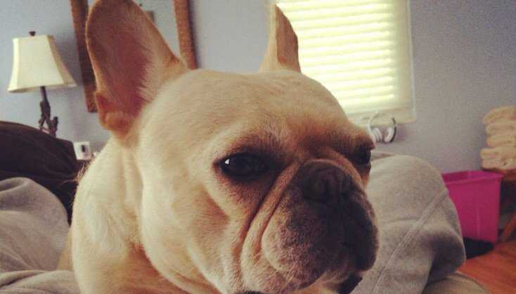 David Price's beloved French bulldog has died: Five things to know about  Astro