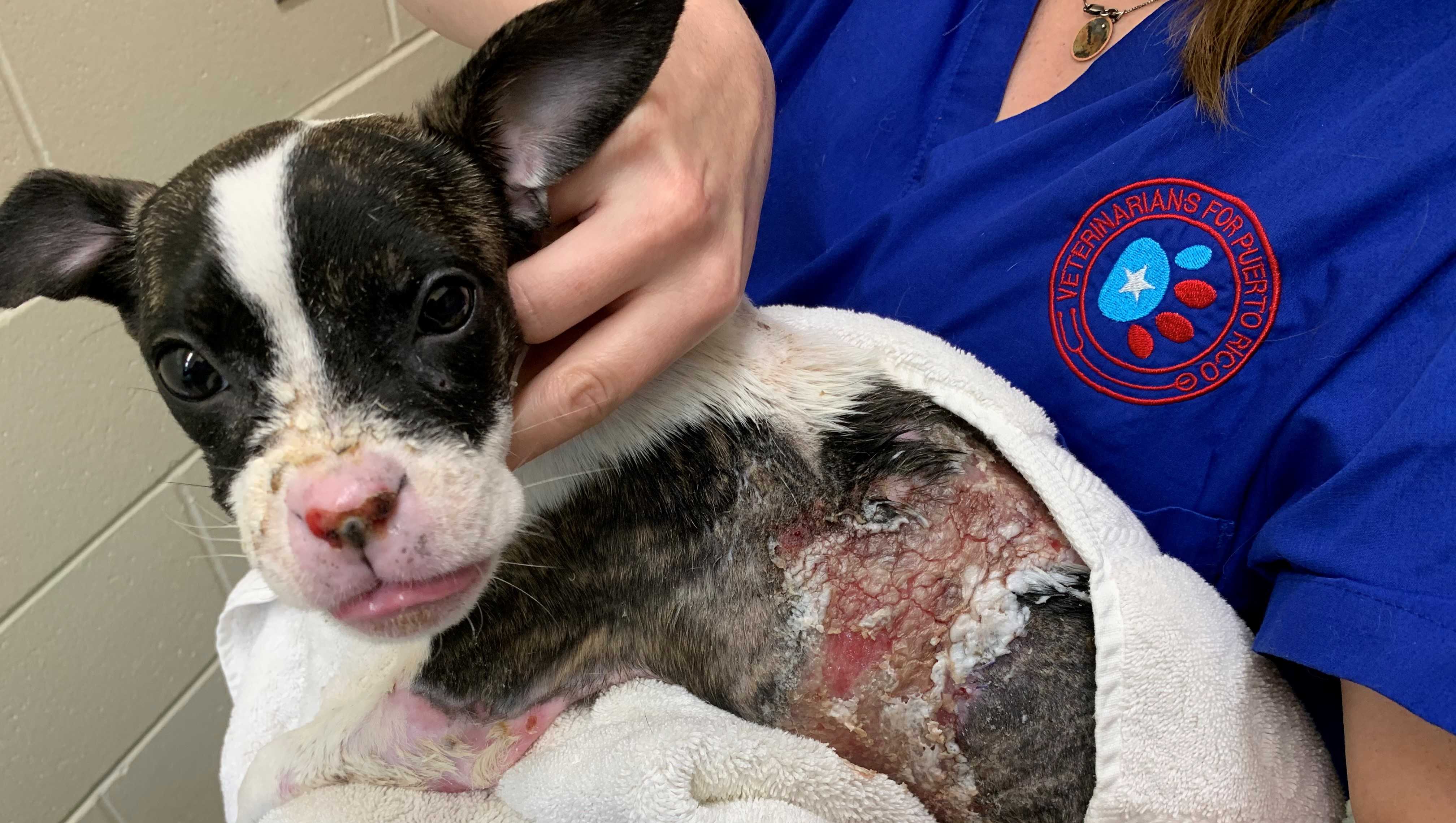 how do you treat a burn on a puppy