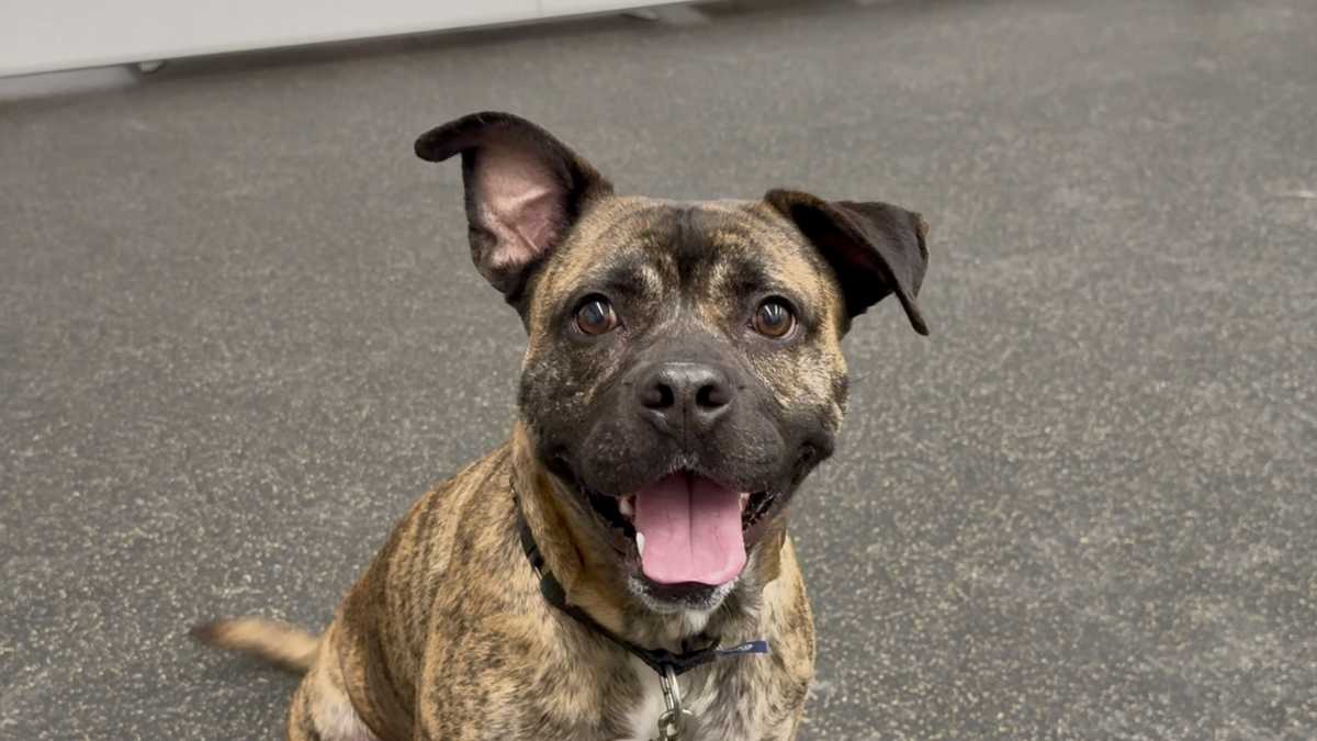Playful and wiggly: Meet Athena, the Nebraska Humane Society's pet of the week