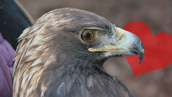Bernheim's golden eagle spotted with new bird - Vimarsana News