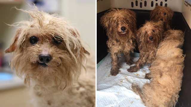 700 dogs found 'in horrific conditions' as part of extreme hoarding ...