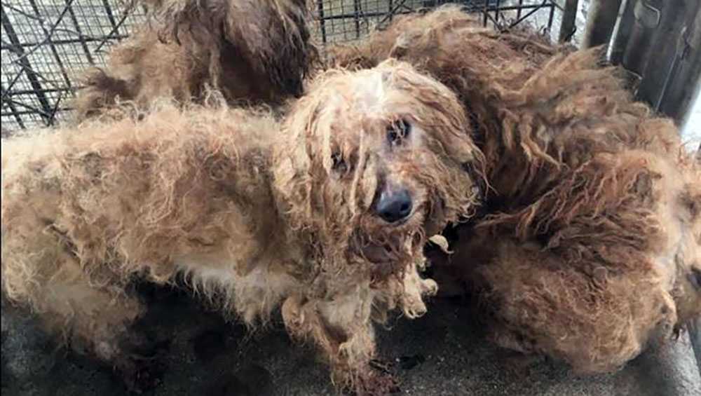 700 dogs that never lived outside of tiny crates rescued from horrific ...