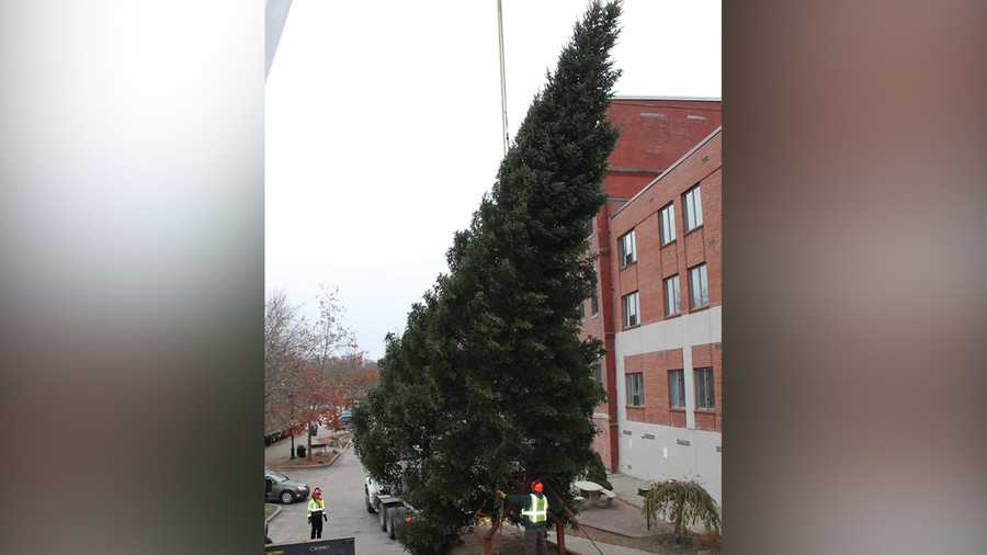 File photo of Auburn Christmas Tree