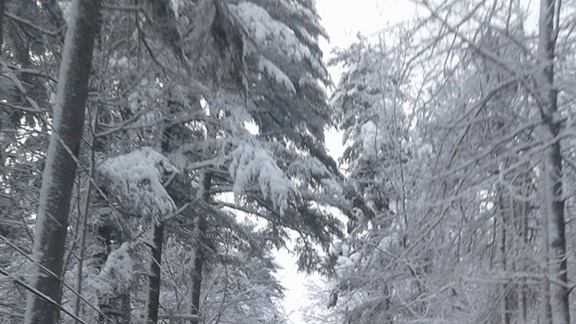 Photos: Heavy, Wet Snow Blankets Maine