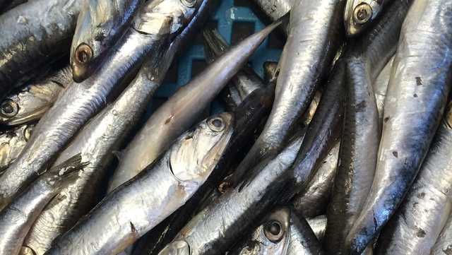Anchovies are reportedly raining from the sky across San Francisco - Vimarsana News