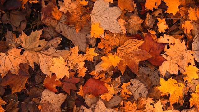 Weekend events across Central Alabama - Vimarsana News