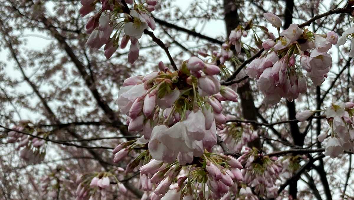 Fort McHenry's cherry blossoms could reach peak this weekend