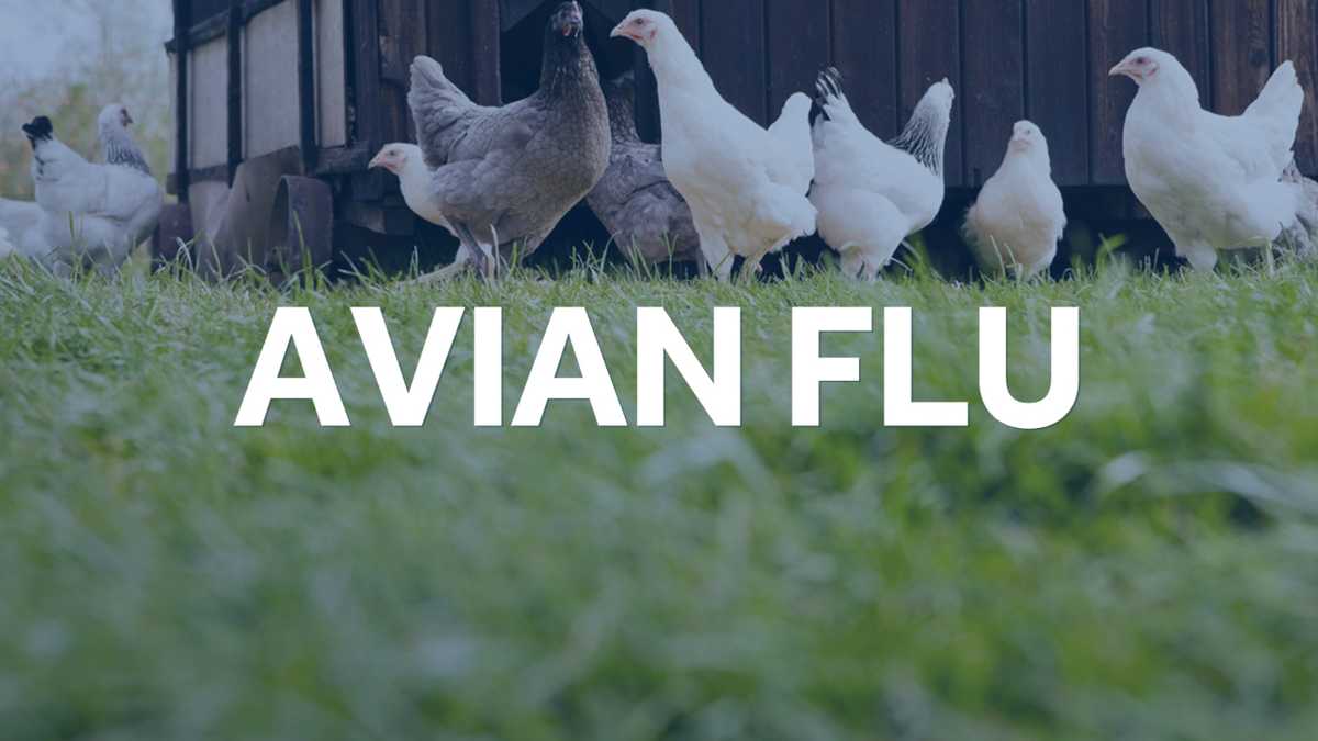 Photo of Ministerstvo poľnohospodárstva PA potvrdilo prvý prípad vysoko patogénnej vtáčej chrípky v okrese Lancaster