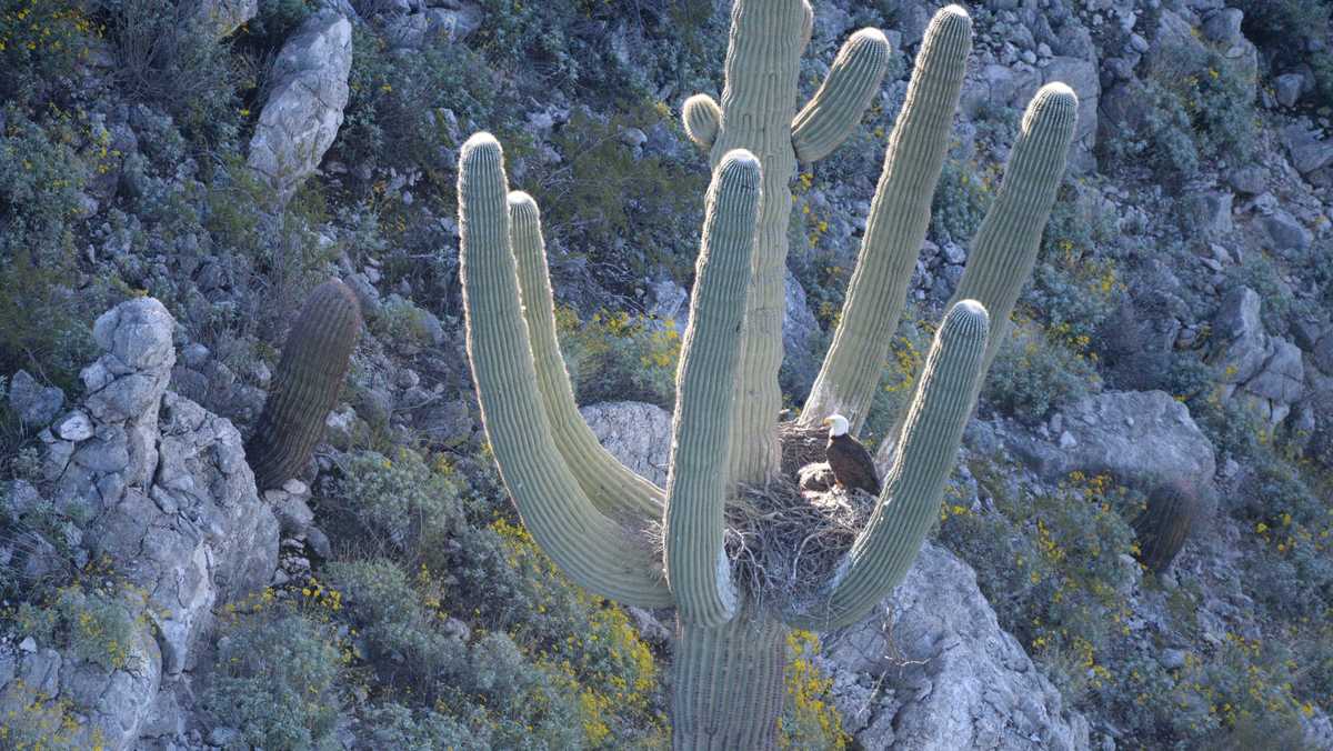 Amazing photos capture bald eagles, eaglets nesting in arms of Arizona