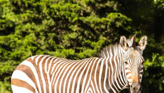 Zoey zebra - Picture of Barking Zebra, Dargaville - Tripadvisor