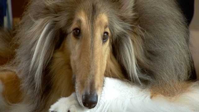 Strange Case: Dog cut open for microchip