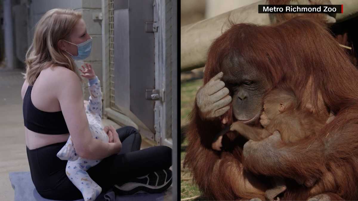 Zookeeper with baby teaches new orangutan mom how to breastfeed