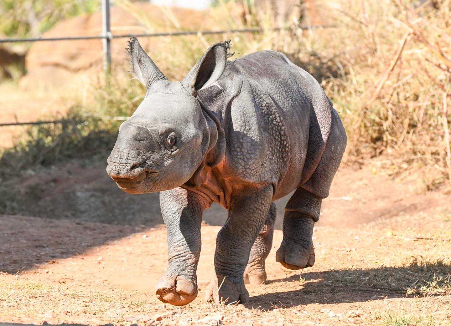 BABY ANIMAL: Meet Yabi! Oklahoma City Zoo announces name for baby 
