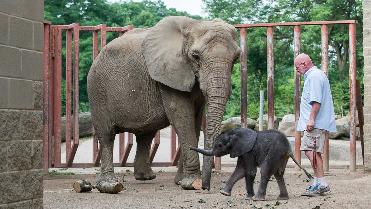 Pittsburgh Zoo's elephant calf to start spending some time with herd