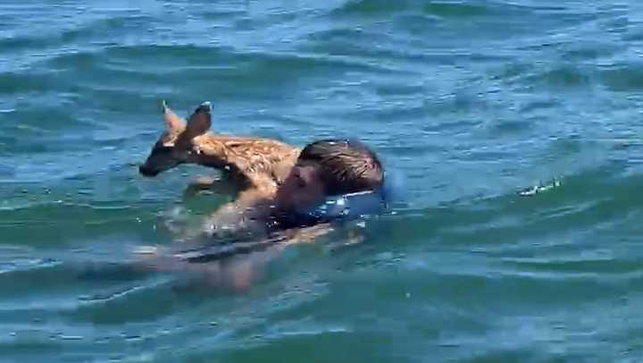 Man swimming with fawn