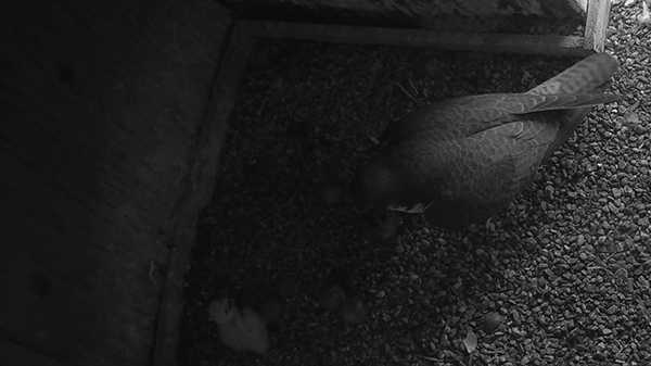 Baby Falcon Hatches Inside 100 Year Old Boston Clock Tower