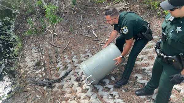 Baby gator captured: Deputies relocate gator in Flagler County - Vimarsana News