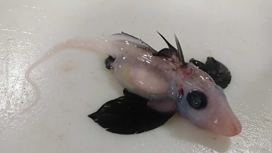 The newly hatched ghost shark discovered by the team of scientists.