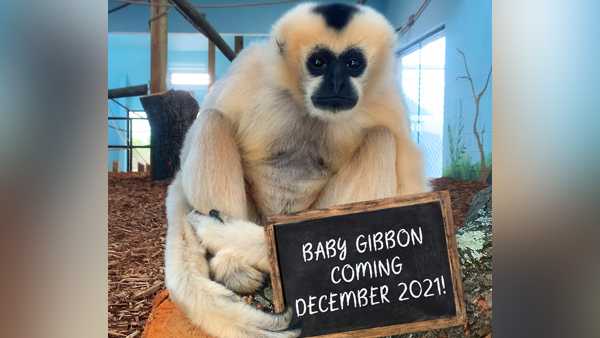akron zoo expecting baby gibbon