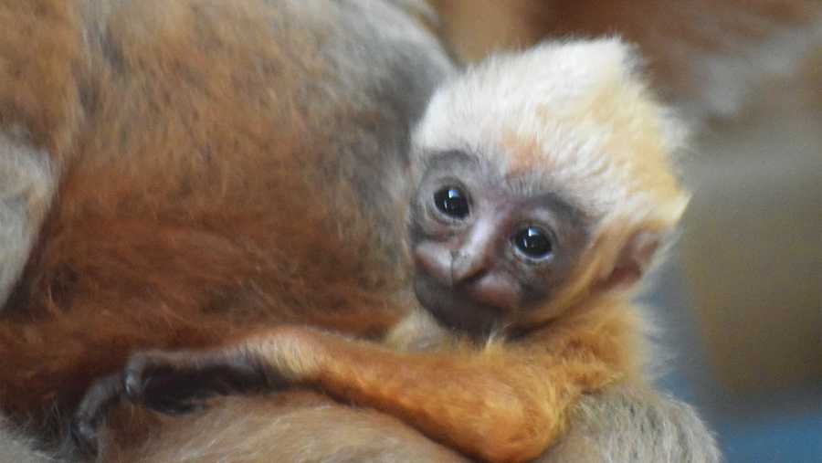 baby gibbon
