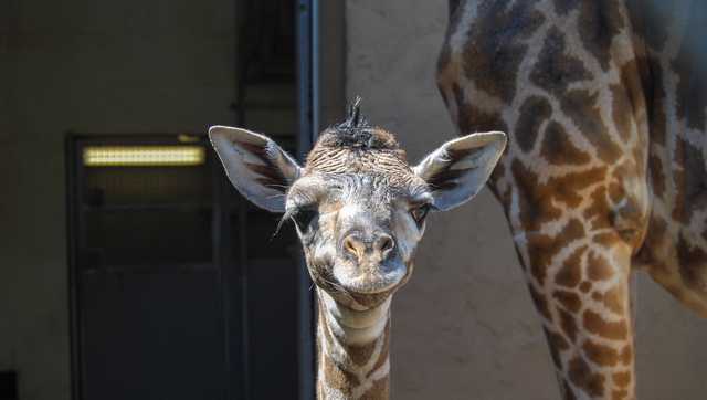 South Carolina zoo to give new baby giraffe naming rights to highest bidder - Vimarsana News