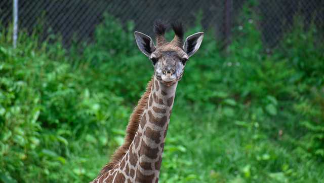 South Carolina: Zoo holds baby giraffe calf naming contest - Vimarsana News