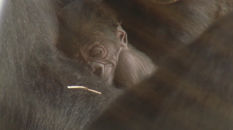 Grace the gorilla born at Disney's Animal Kingdom