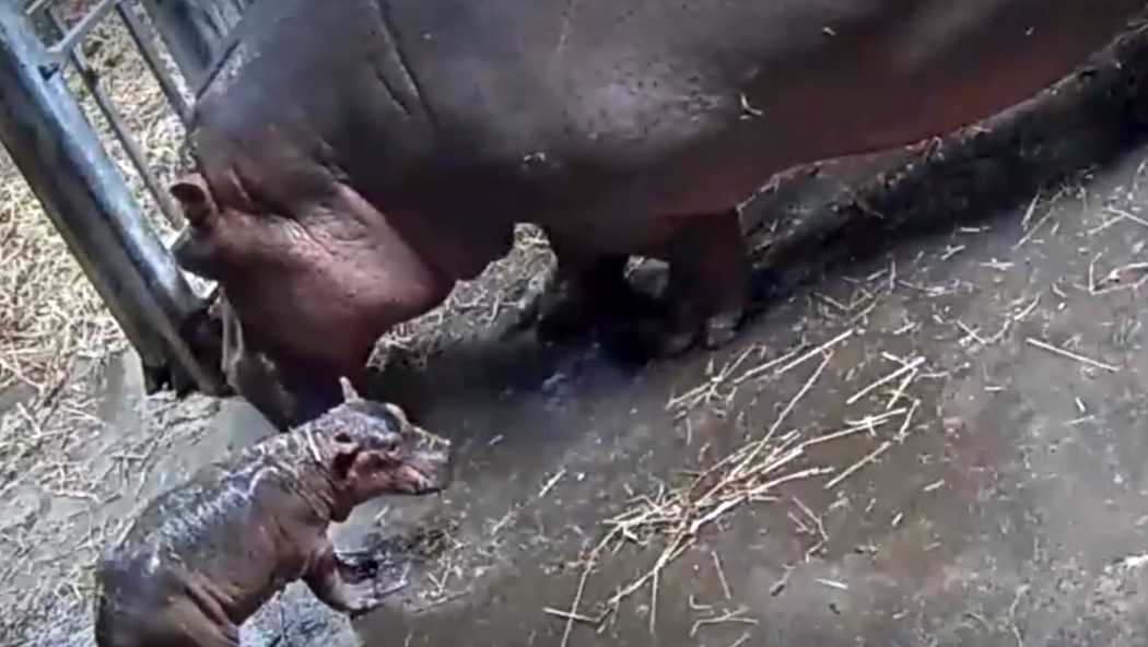 Cincinnati zoo’s hippo Bibi offers delivery to second hippo child