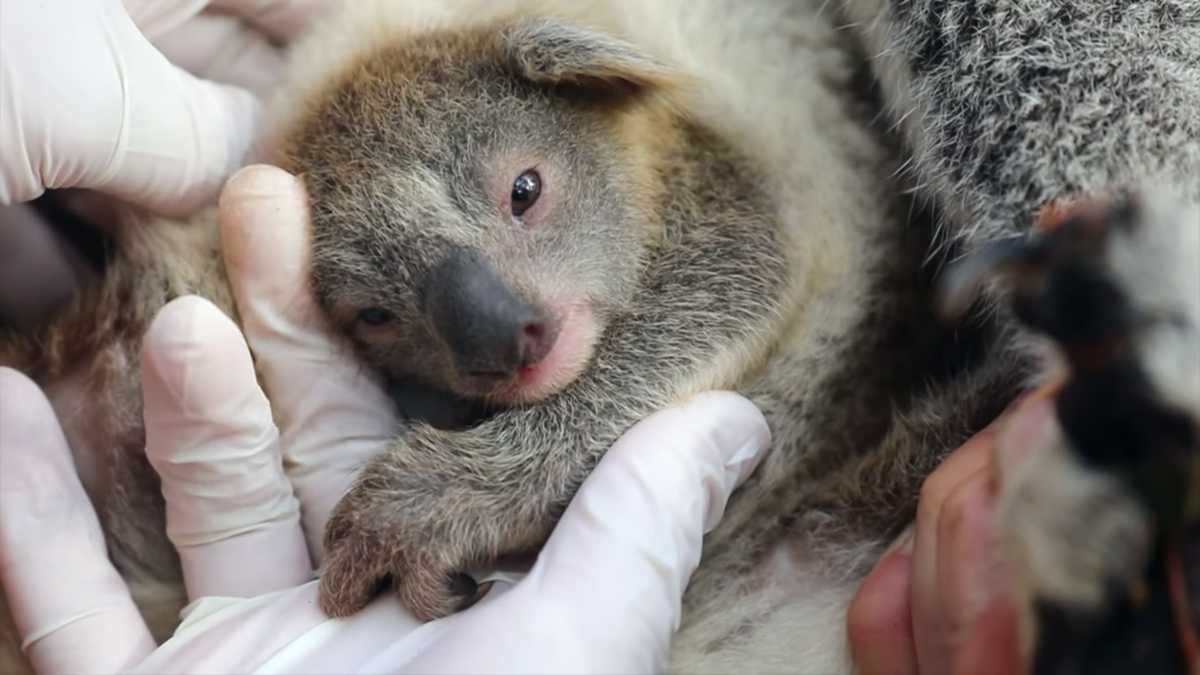 Australian wildlife park celebrates the birth of its first koala since ...