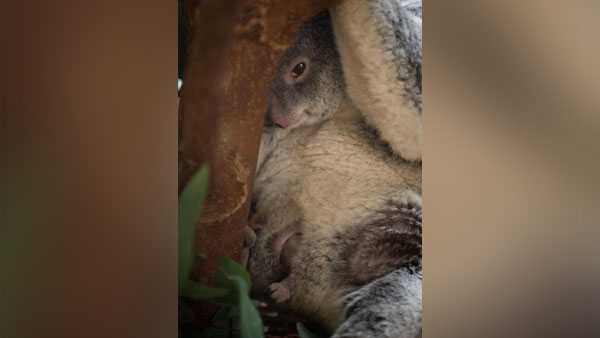 Ohio Zoo Welcomes First Baby Koala Born At Zoo In 15 Years Ohio Zoo Welcomes First Baby Koala Born At Zoo In 15 Years