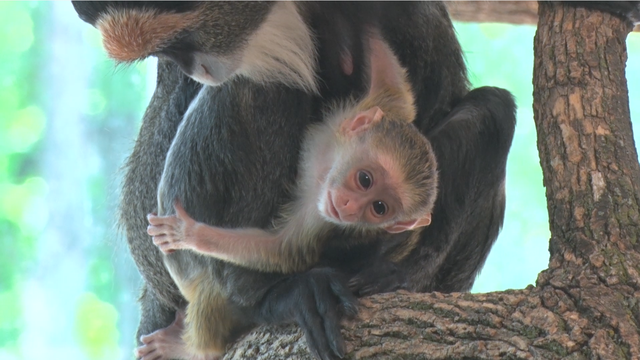 Parents became the first breeding pair of De Brazza's monkeys here - Vimarsana News