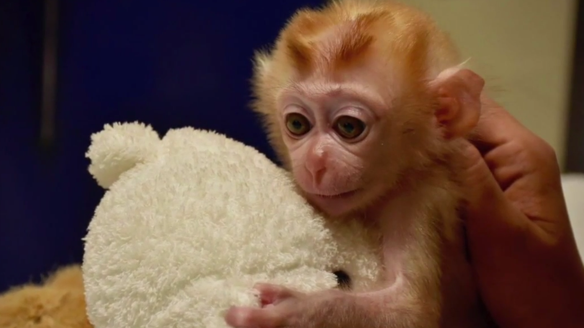 Baby Macaque Monkey Grieves Mother’s Loss By Holding On To Stuffed Animals